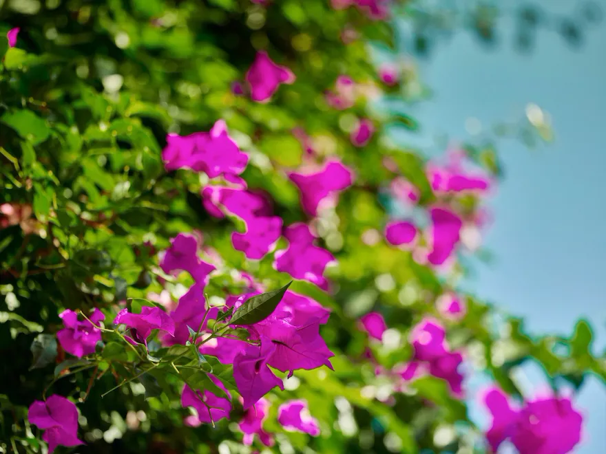 Bougainvillea blooming at Hotel Bel-Air