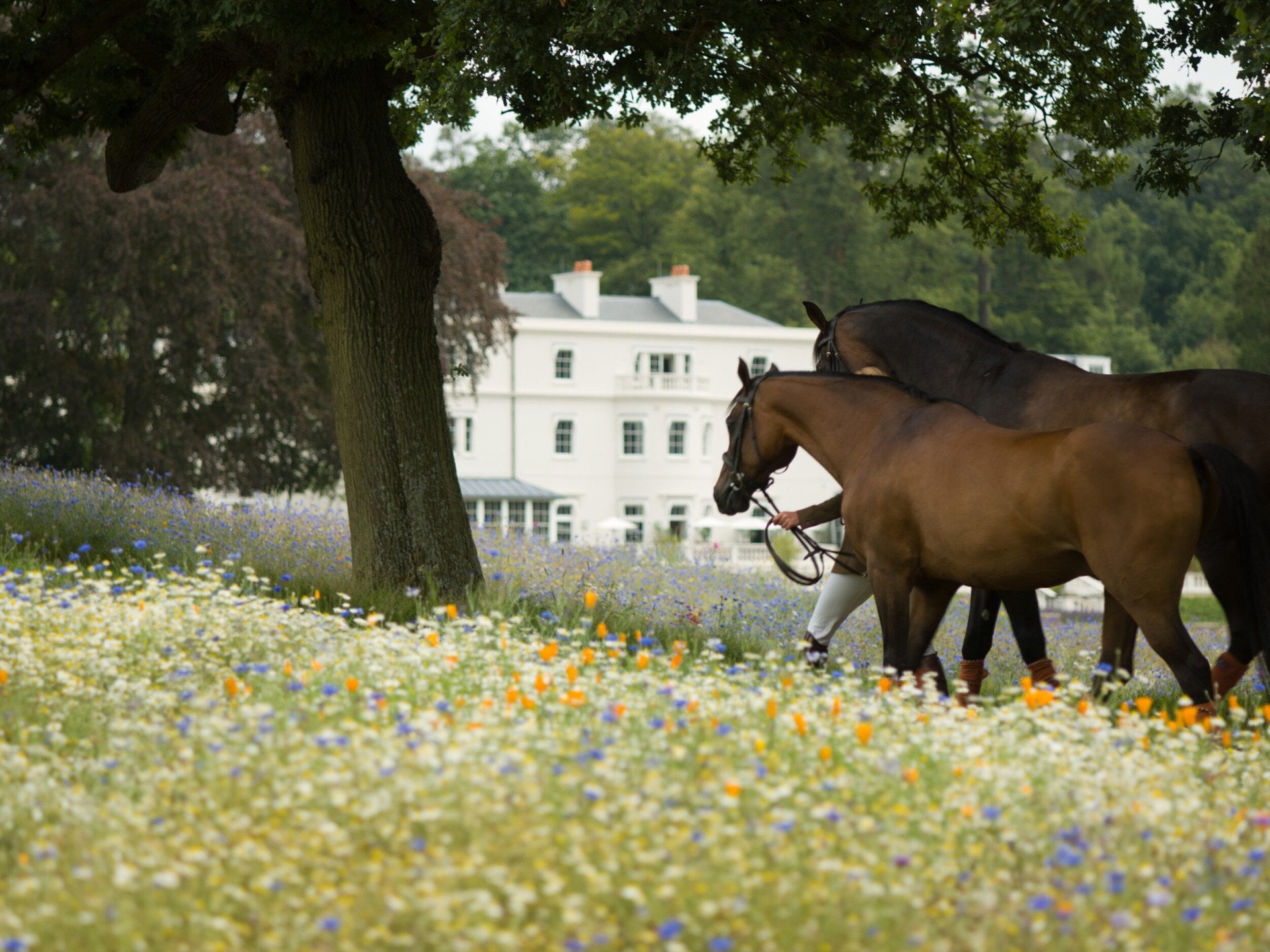 Horses in meadow at Coworth Park Hotel, Ascot